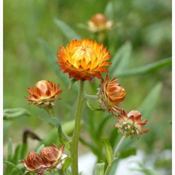 Helichrysum bracteatum Orange (min. 200 fr)  Evighedsblomst