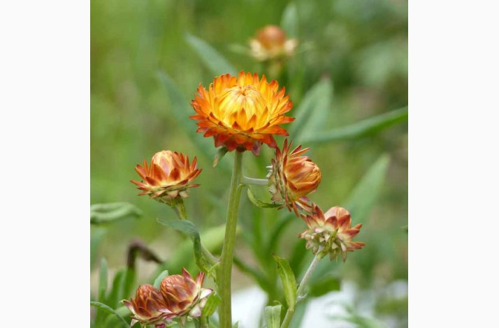 Helichrysum bracteatum Orange (min. 200 fr)  Evighedsblomst