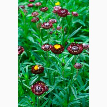 Helichrysum bracteatum purple red (pose 200 fr +100 fr)  Evighedsblomst