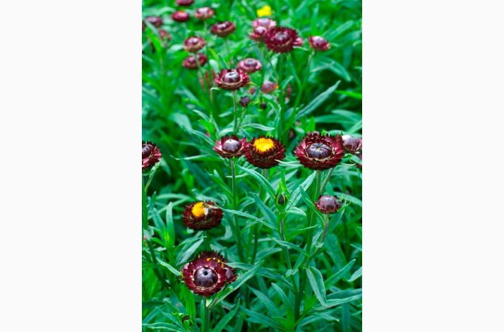 Helichrysum bracteatum purple red (pose 200 fr +100 fr)  Evighedsblomst
