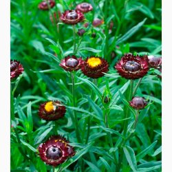 K�mpe Evighedsblomst �Purple red�� Helichrysum bracteatum Fr� (ca. 300 stk.)