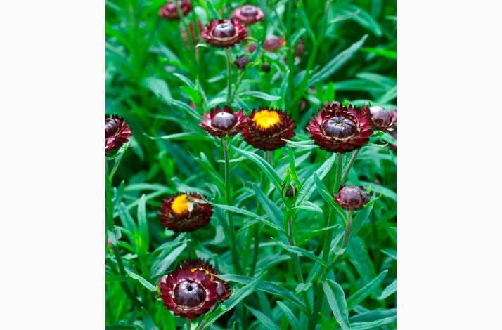 K�mpe Evighedsblomst �Purple red�� Helichrysum bracteatum Fr� (ca. 300 stk.)