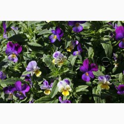 Hornveilchen Helen Mount - Hornviol