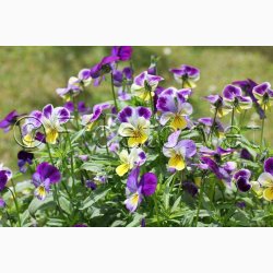 Hornveilchen Helen Mount - Hornviol