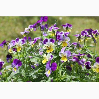 Hornveilchen Helen Mount - Hornviol