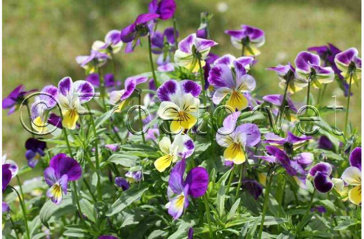 Hornveilchen Helen Mount - Hornviol