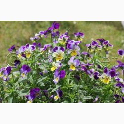 Hornveilchen Helen Mount - Hornviol