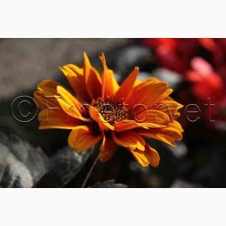 HELIOPSIS helianthoides var. scabra 'Bleeding Hearts'- Dagje