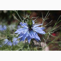 Nigella damascena Miss jekyll - Jomfru i det gr�nne
