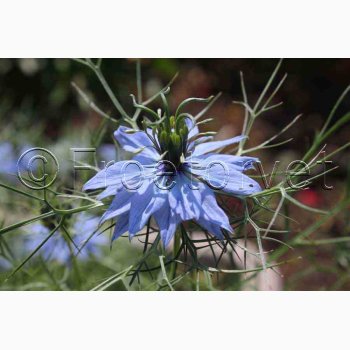 Nigella damascena Miss jekyll - Jomfru i det gr�nne