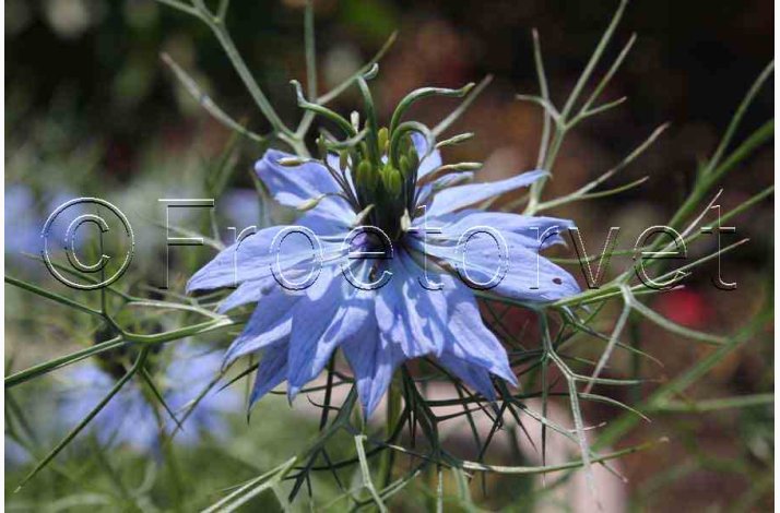 Nigella damascena Miss jekyll - Jomfru i det gr�nne