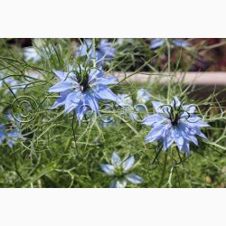 Nigella damascena Miss jekyll - Jomfru i det gr�nne