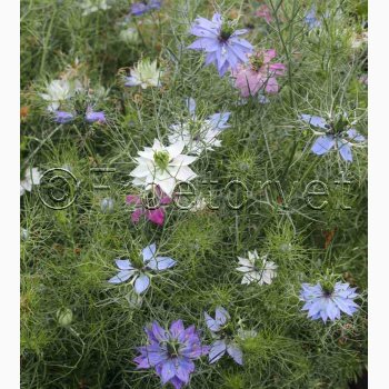 Jomfru i det Gr�nne � Nigella damascena SPERLI's Gaudi Miks � Fr� (r�kker til ca. 125 planter)