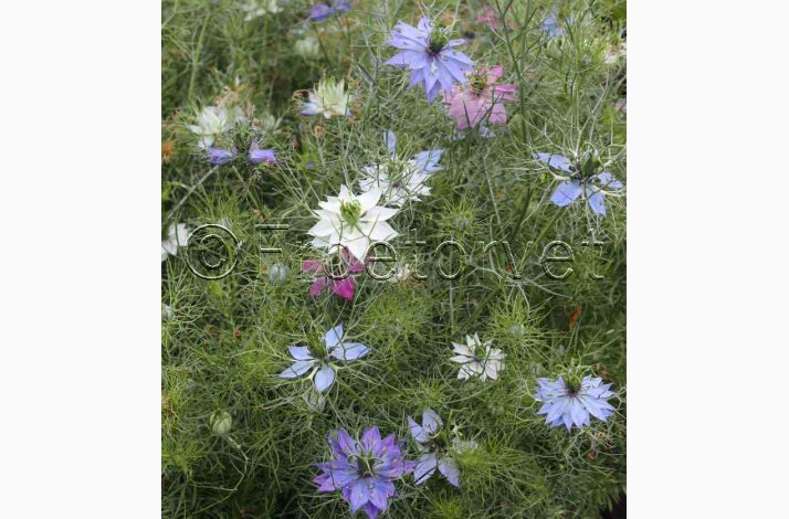 Jomfru i det Gr�nne � Nigella damascena SPERLI's Gaudi Miks � Fr� (r�kker til ca. 125 planter)