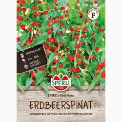 Jordb�rspinat �  �SPERLI's Rote Gans� � Fr� (r�kker til ca. 100 planter)