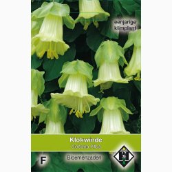 Klokkeranke � Cobaea scandens �Alba� � Fr� (ca. 13 stk.)