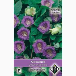 Klokkeranke � Cobaea scandens � Fr� (ca. 13 stk.)