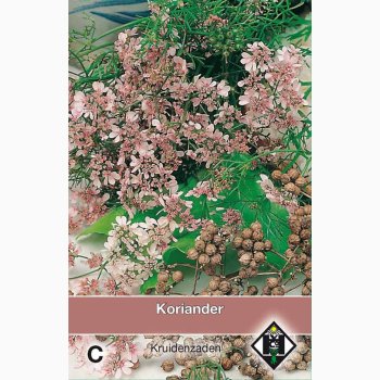 Koriander � Coriandrum sativum � Fr�