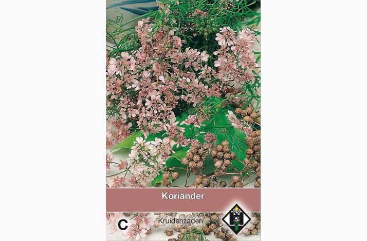 Koriander � Coriandrum sativum � Fr�