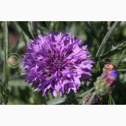 Kornblomst, blanding, Heavenly Mix (P) ( min  100 fr)