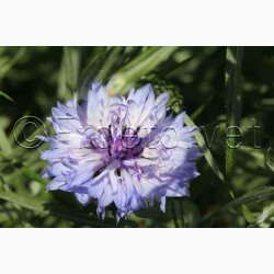 Kornblomst, blanding, Heavenly Mix (P) ( min  100 fr)