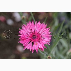 Kornblomst, blanding, Heavenly Mix (P) ( min  100 fr)