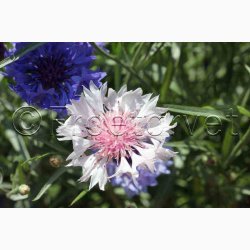 Kornblomst, blanding, Heavenly Mix (P) ( min  100 fr)