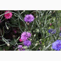 Kornblomst, blanding, Heavenly Mix (P) ( min  100 fr)