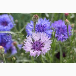 Kornblomst, blanding, Heavenly Mix (P) ( min  100 fr)