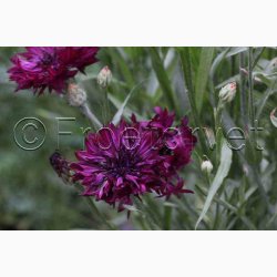 Kornblomst, blanding, Heavenly Mix (P) ( min  100 fr)