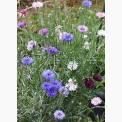 Kornblomst, blanding, Heavenly Mix (P) ( min  100 fr)