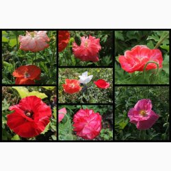 Kornvalmue �Shirley� � Papaver rhoeas � Fr� (r�kker til ca. 5�6 meter)