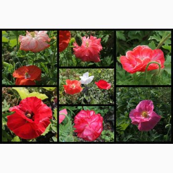 Kornvalmue �Shirley� � Papaver rhoeas � Fr� (r�kker til ca. 5�6 meter)