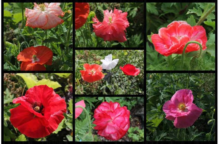 Kornvalmue �Shirley� � Papaver rhoeas � Fr� (r�kker til ca. 5�6 meter)