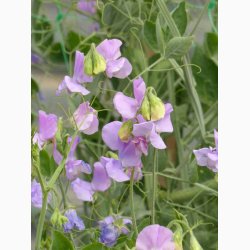 Lathyrus odoratus Sunshine Lilac - rteblomst (20 fr)