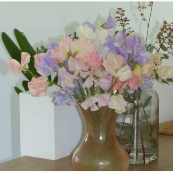 Lathyrus odoratus Sunshine miks (lysebl, creme og rosa farver) - rteblomst (20 fr)