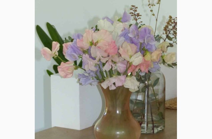 Lathyrus odoratus Sunshine miks (lysebl, creme og rosa farver) - rteblomst (20 fr)
