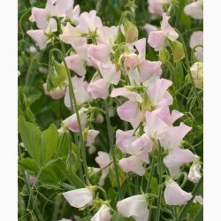 Lathyrus odoratus Sunshine Blush - rteblomst (20 fr)