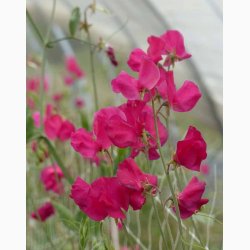 Lathyrus odoratus Sunshine Cerise - rteblomst( 20 fr)