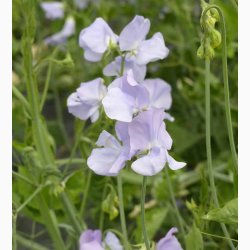 Lathyrus odoratus Sunshine Light Blue - rteblomst (20 fr)