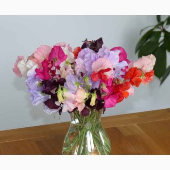 Lathyrus odoratus Sunshine miks - rteblomst (20 fr)