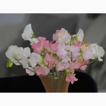 Lathyrus odoratus Sunshine miks (Lyse pastel farver) - rteblomst (20 fr)