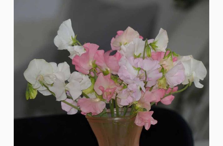 Lathyrus odoratus Sunshine miks (Lyse pastel farver) - rteblomst (20 fr)