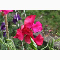 Lathyrus Odoratus Millennium (duftserie) - rteblomst (30+20 fr)