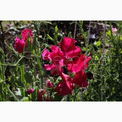 Lathyrus Odoratus Millennium (duftserie) - rteblomst (30+20 fr)