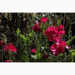 Lathyrus Odoratus Millennium (duftserie) - rteblomst (30+20 fr)