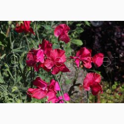 Lathyrus Odoratus Millennium (duftserie) - rteblomst (30+20 fr)