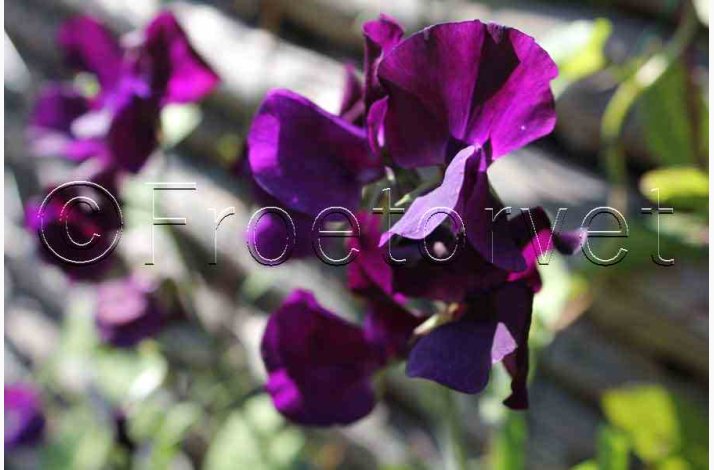 Lathyrus odoratus Flagship- rteblomst. (ca. 50 fr) 