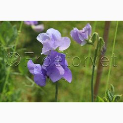 Lathyrus odoratus Old Spice Grisel Hamilton  - rteblomst (30 fr + 20 fr)