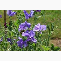 Lathyrus odoratus Old Spice Grisel Hamilton  - rteblomst (30 fr + 20 fr)